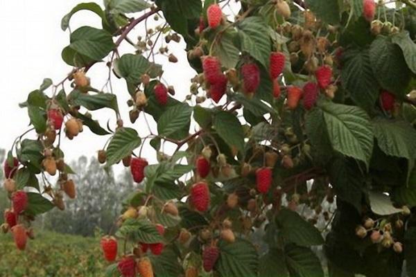 early maturing variety