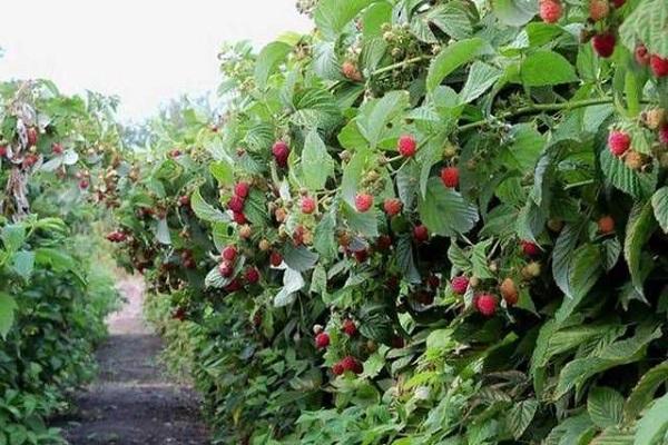 framboise capricieuse