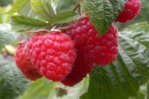 Description and yield of Taganka raspberries, planting and care