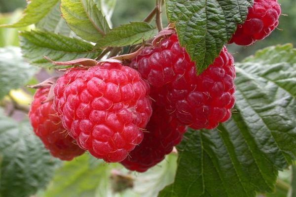 ripe raspberries