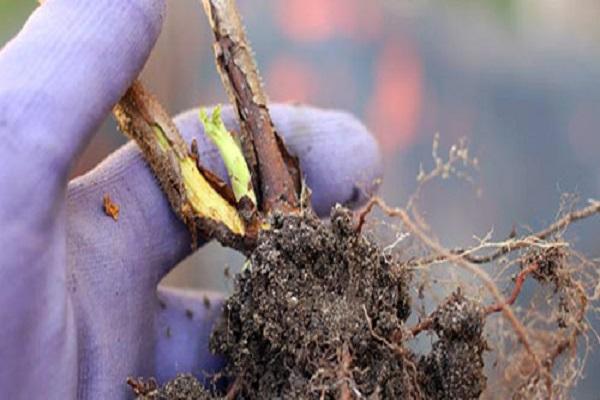 seedling in hands