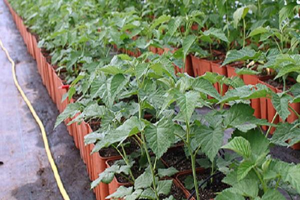 raspberries in pots