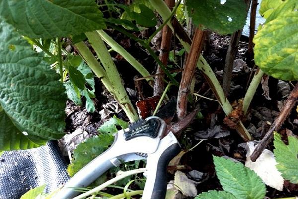 gardening scissors