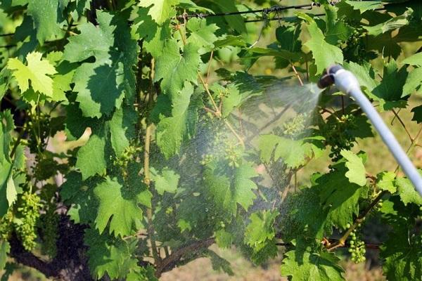 grape processing