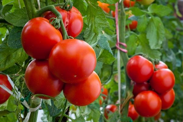 tomates sur les branches