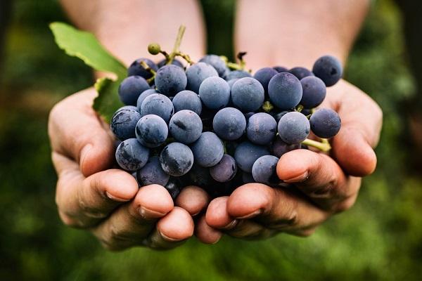 grapes in hand