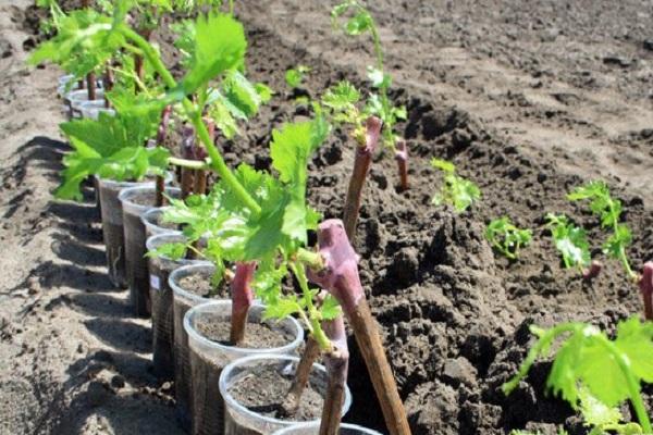 prepared seedlings