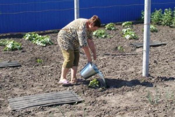 arrosant les plantes