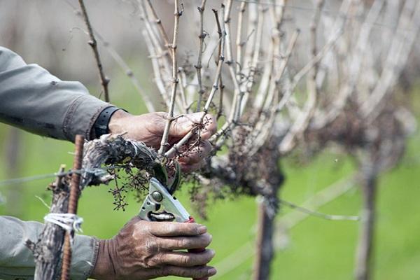 se cortan las uvas