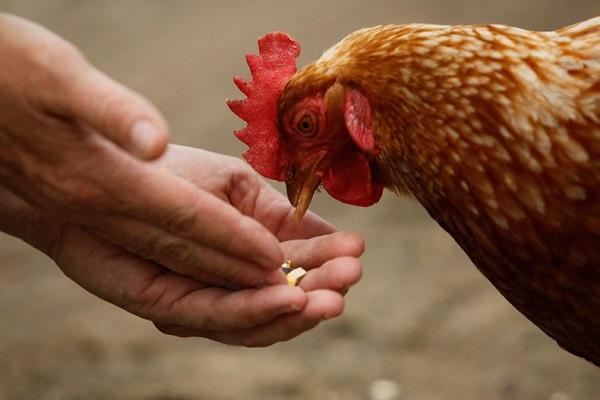 feed the chicken