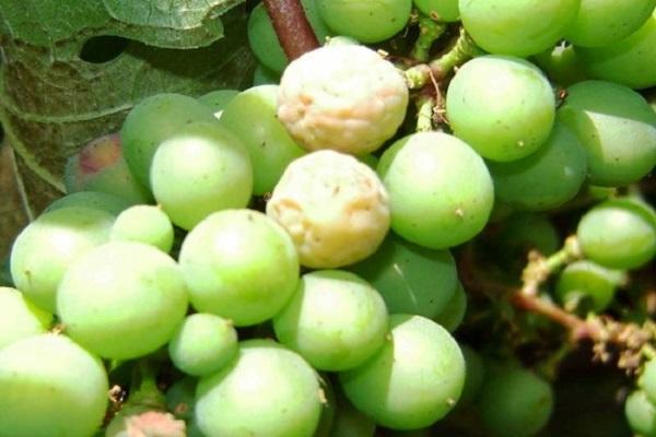 pudrición de uvas