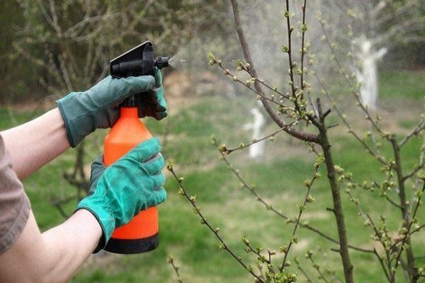 spray a tree