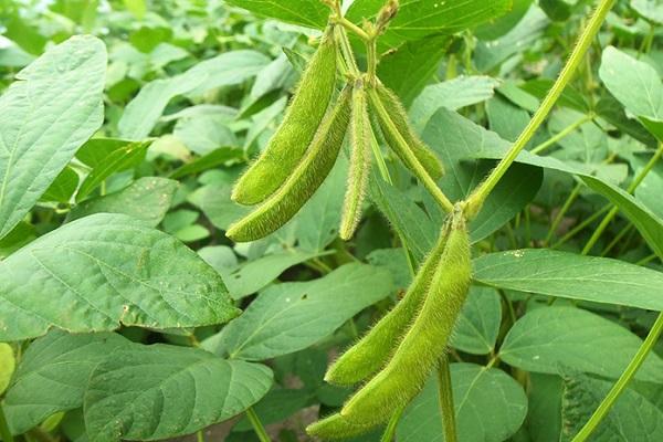 soybean culture