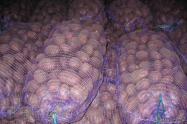 potatoes in nets