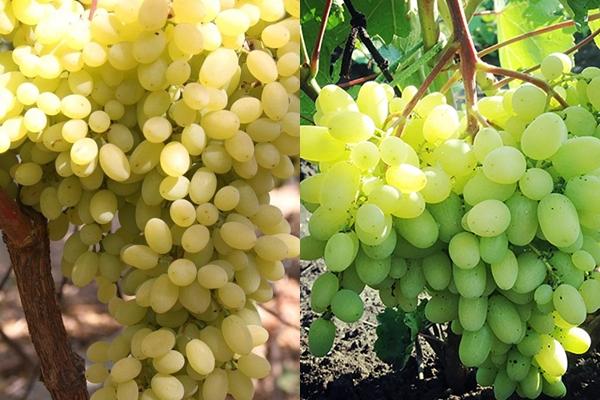 Heliodor grapes