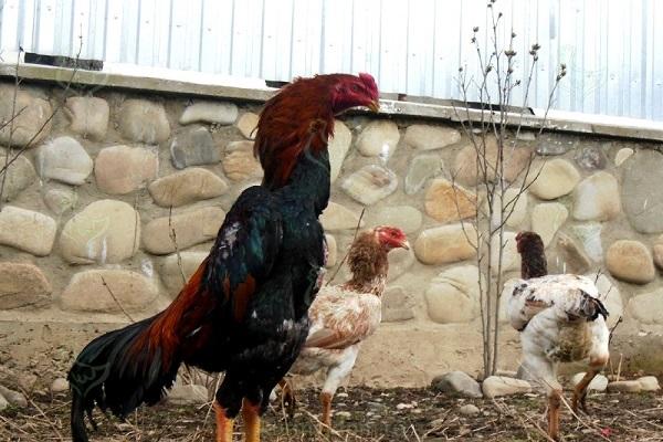 gallo de pelea