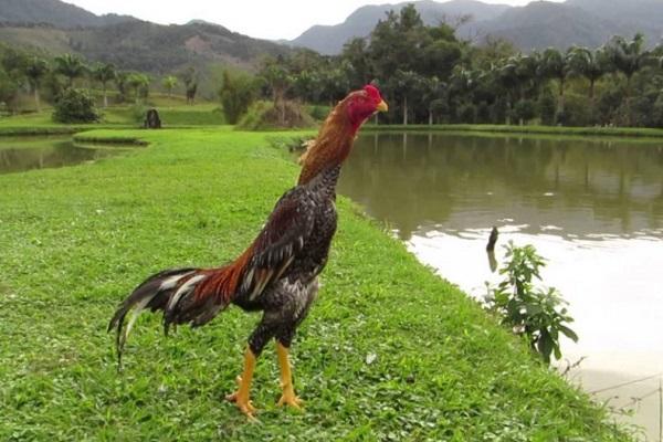 Rooster Shamo: description and characteristics of the fighting breed ...