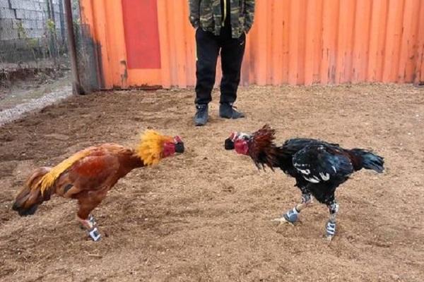 pelea de gallinas