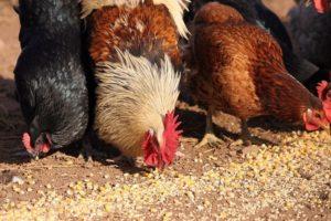 Quel est le danger du manque de coquilles dans l'alimentation des poulets, la composition et comment la donner correctement