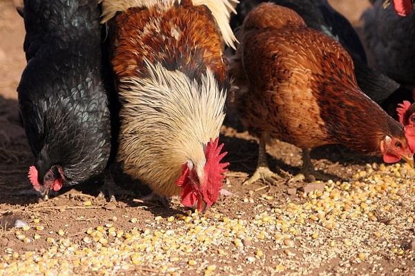 les poulets mangent