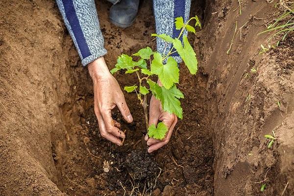 planting process