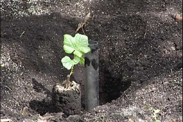 la vigne pousse