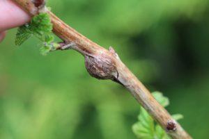 Cómo tratar el mosquito de la agalla del tallo en las frambuesas, métodos populares y productos químicos