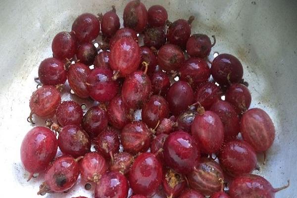 red berries