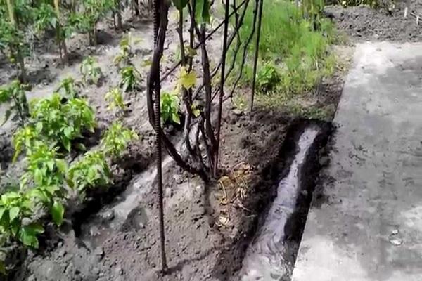 watering grapes