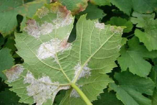 feuilles endommagées