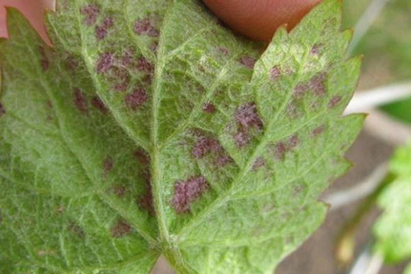 leaf spots