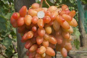 Descripción de las uvas Dixon, reglas de plantación y cuidado.