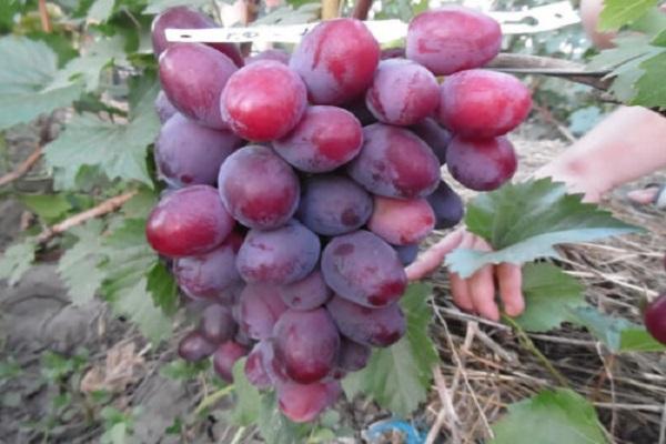 uvas azules