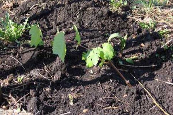 plant in the ground