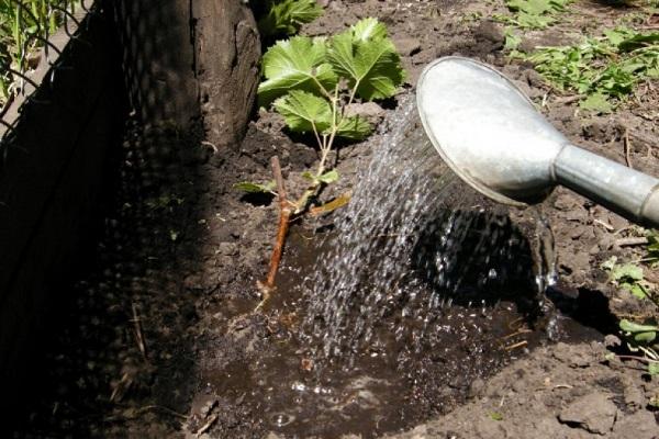 watering the bush