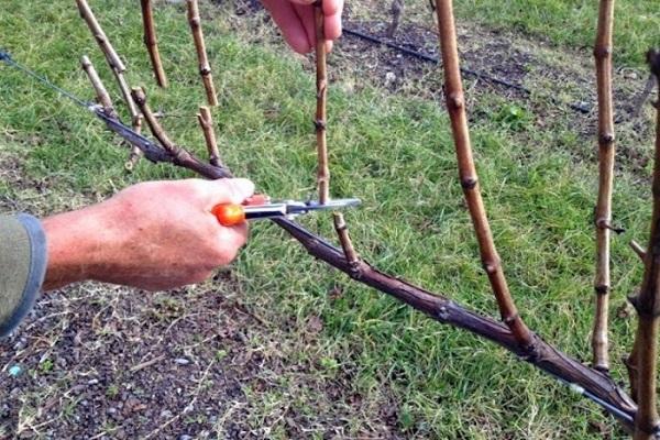 supprimer les branches