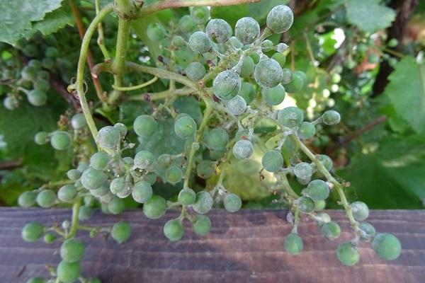 oidium on fruits