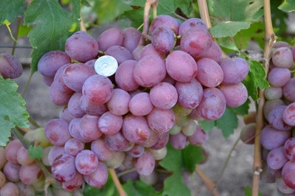 large berries