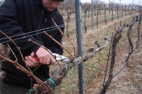 pruning for the winter