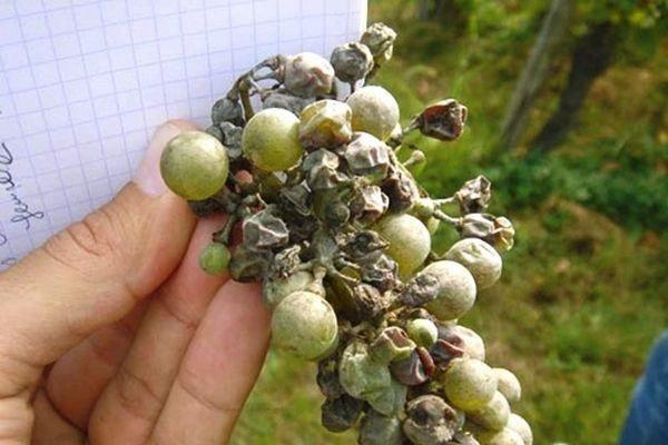 Oidium on berries