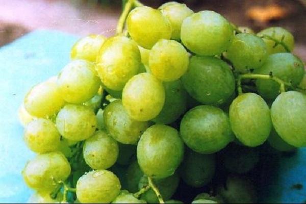 Kokur grapes