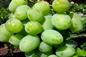 Description of Kokur grapes, planting and cultivation rules