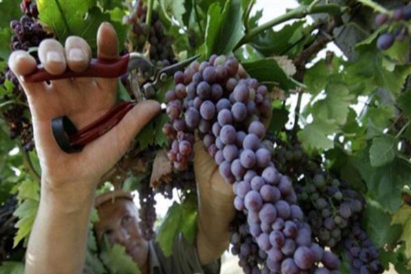 cut grapes