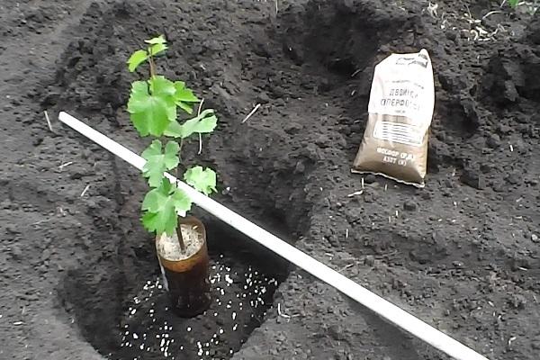 cuidado de las plantas