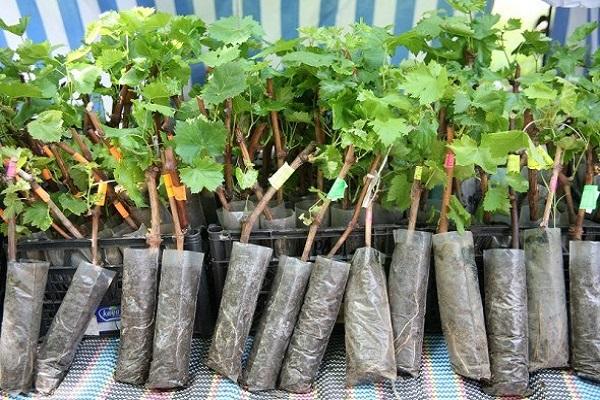 selection of seedlings