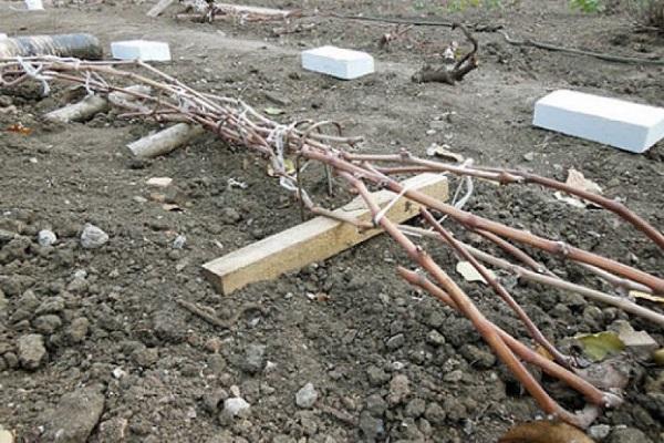 tempat perlindungan untuk musim sejuk