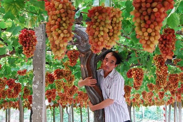 uvas grandes