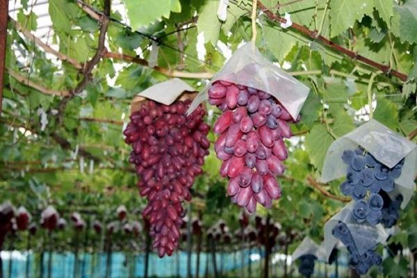 hanging bunches