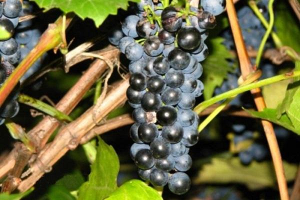 Mukuzani grapes