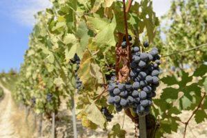 Descripción de las uvas Mukuzani, reglas de plantación y cuidado.